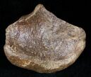 Dinosaur Calcaneum (Heel Bone) - Montana #12715-1